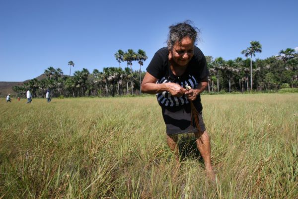 RIQUEZAS DO CERRADO - Prazo para solicitação de licença de manejo do capim-dourado e buriti se estende até 31 de julho